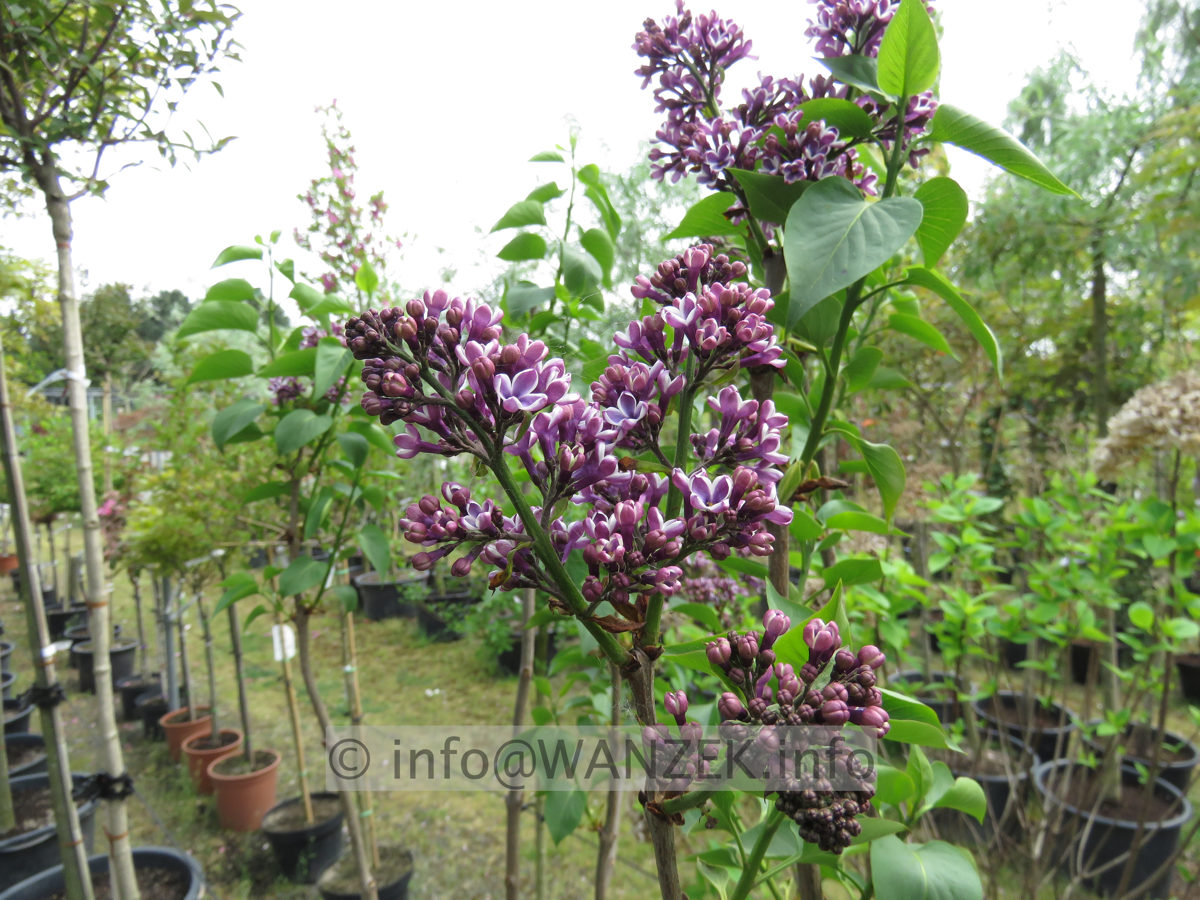 Syringa vulgaris Sensation 09 sehr knospig.JPG